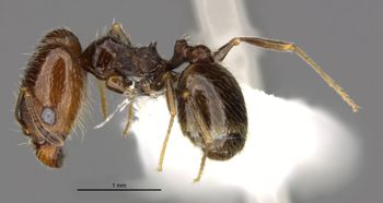 Media type: image;   Entomology 34270 Aspect: habitus lateral